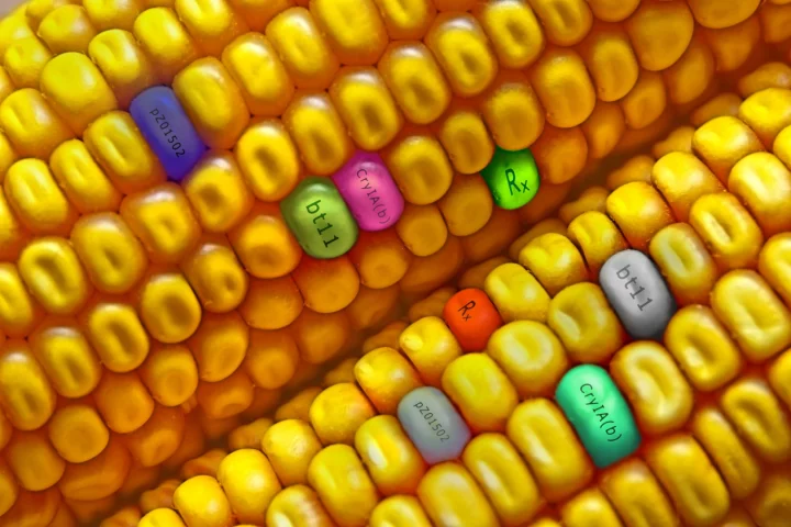 A recent USDA statement has clarified that the agency views CRISPR gene-edited plants as very different to genetically modified organisms and suggests no regulation need be imposed on the industry