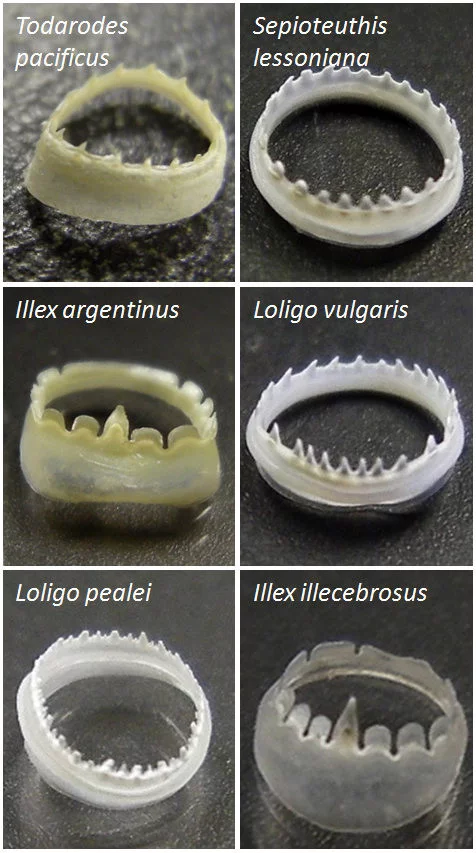 Examples of the squid sucker ring teeth that were studied