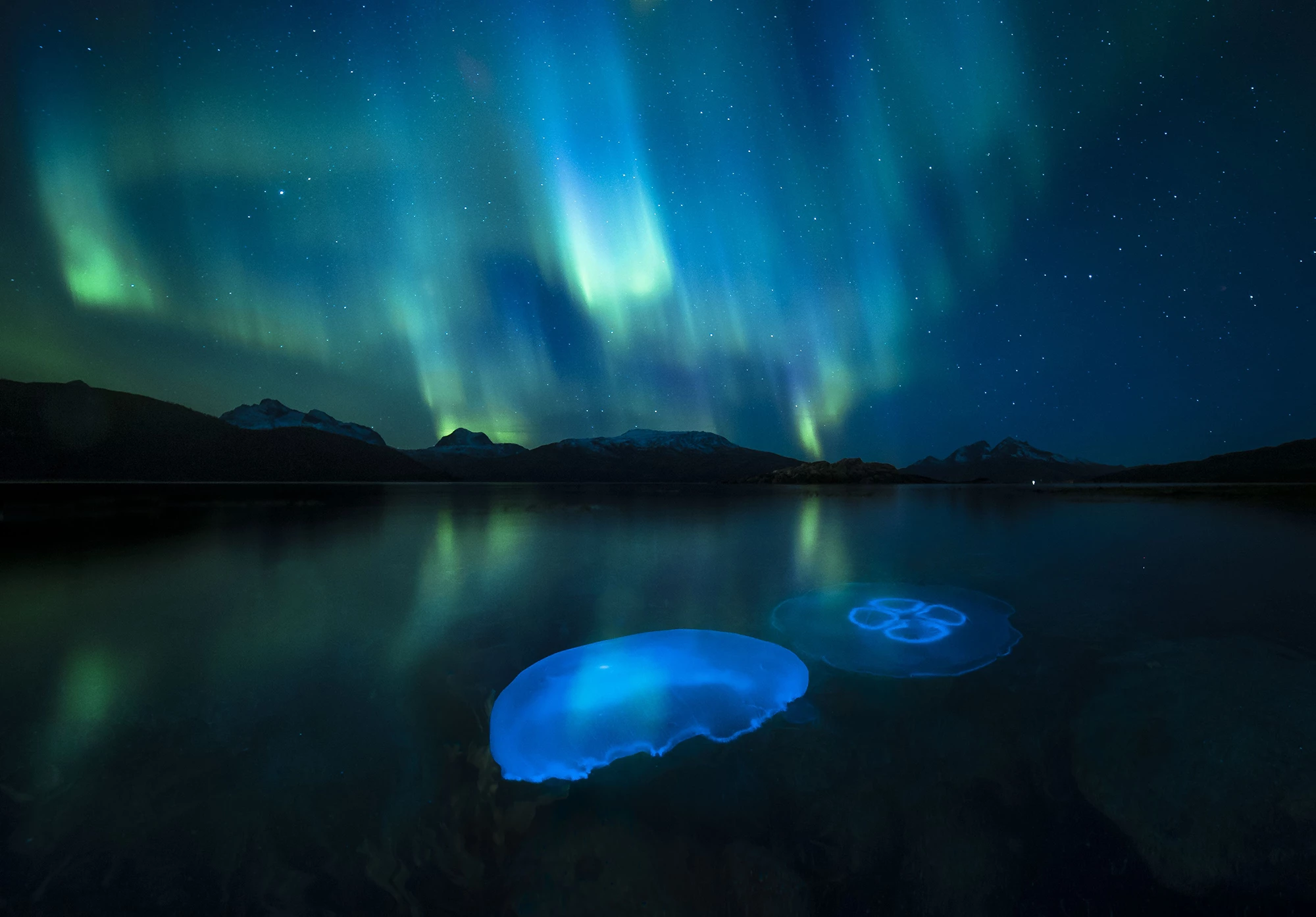 'Aurora Jellies', Norway