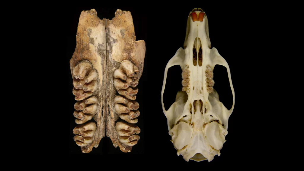 The upper toothrows of the giant rat compared to the skull of a common rat (Image: Ken Aplin, CSIRO)