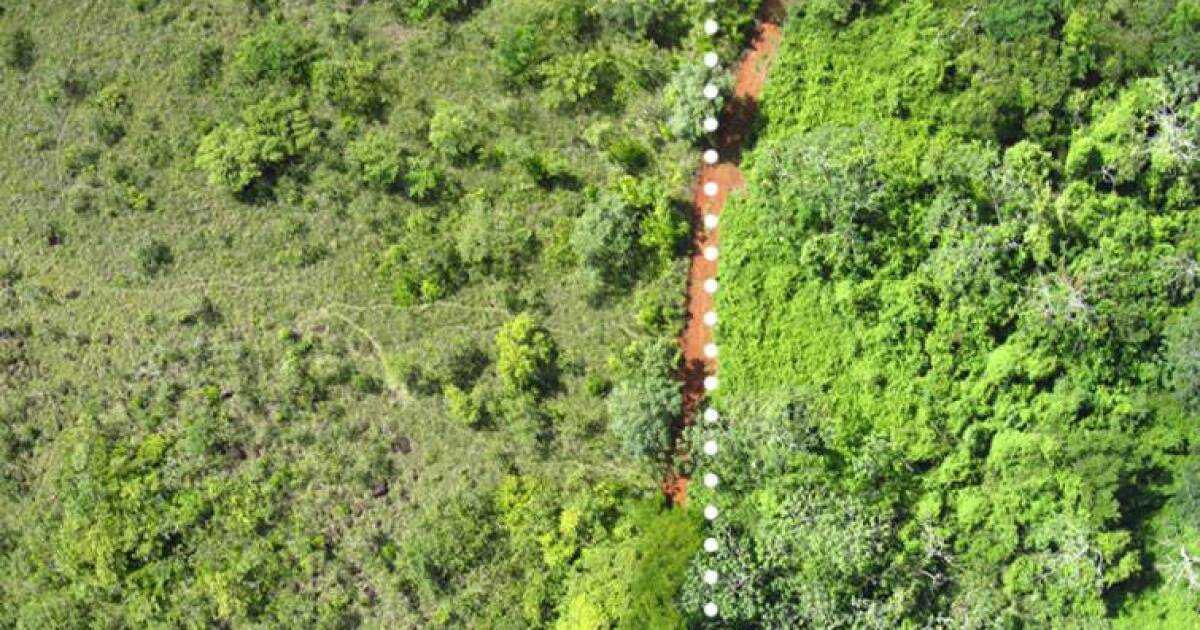 Desechos de café: pueden ayudar a crecer bosques.