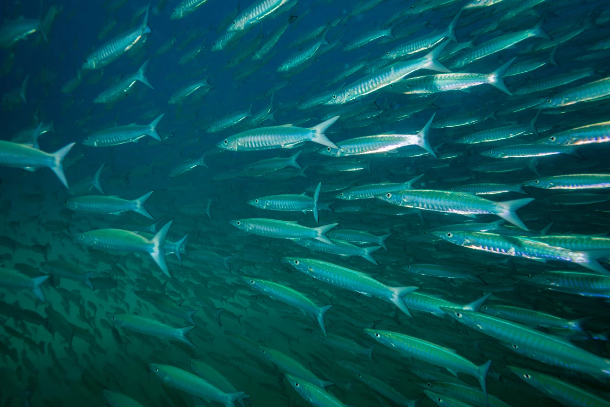 A study has found that blue foods have nutritional, socioeconomic and environmental benefits that are often overlooked by policymakers