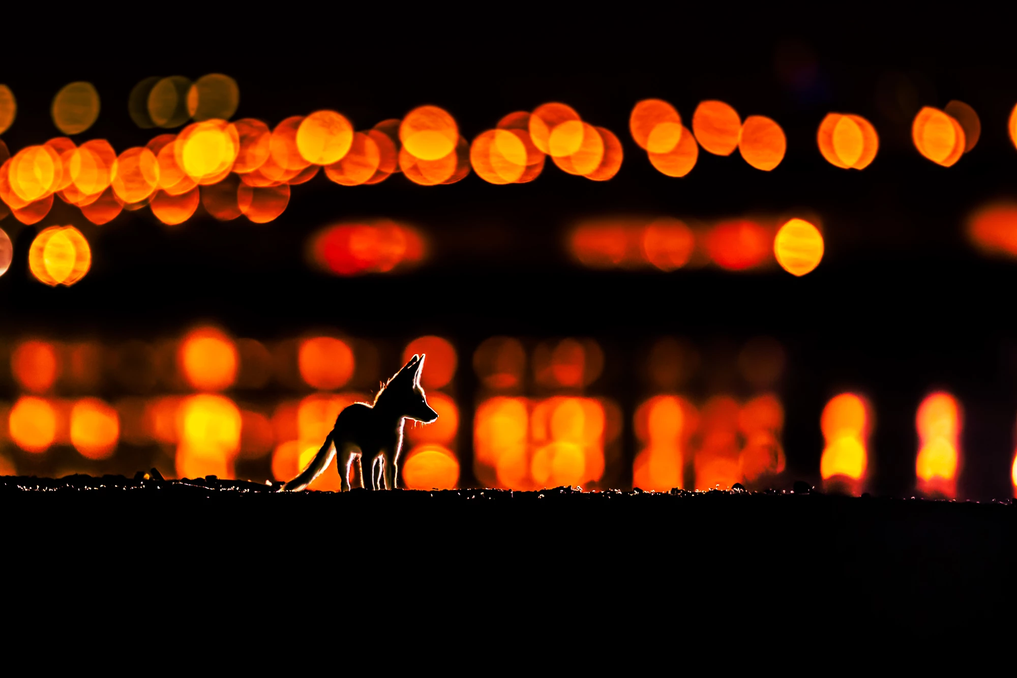 An Arabian Red Fox in the city of Kuwait. Runner-up in the Urban Wildlife category