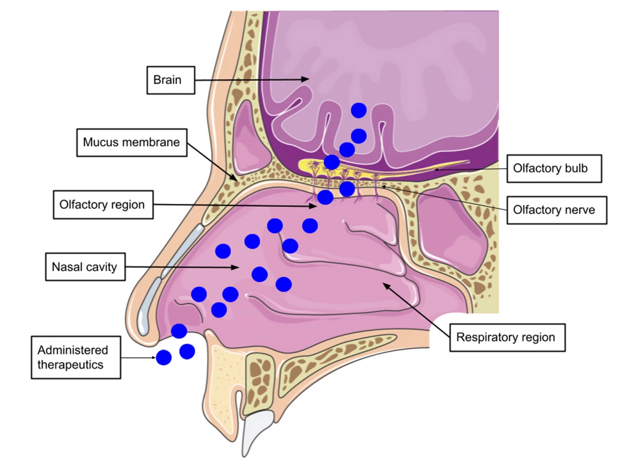Nose-to-brain pathway for inhaled drugs