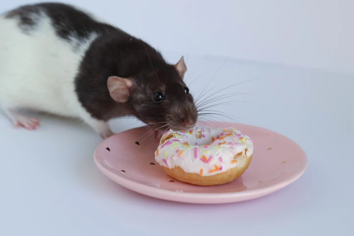 Tests in rats have found that high-sugar diets can reduce the tongue's sensitivity to sweet sensations