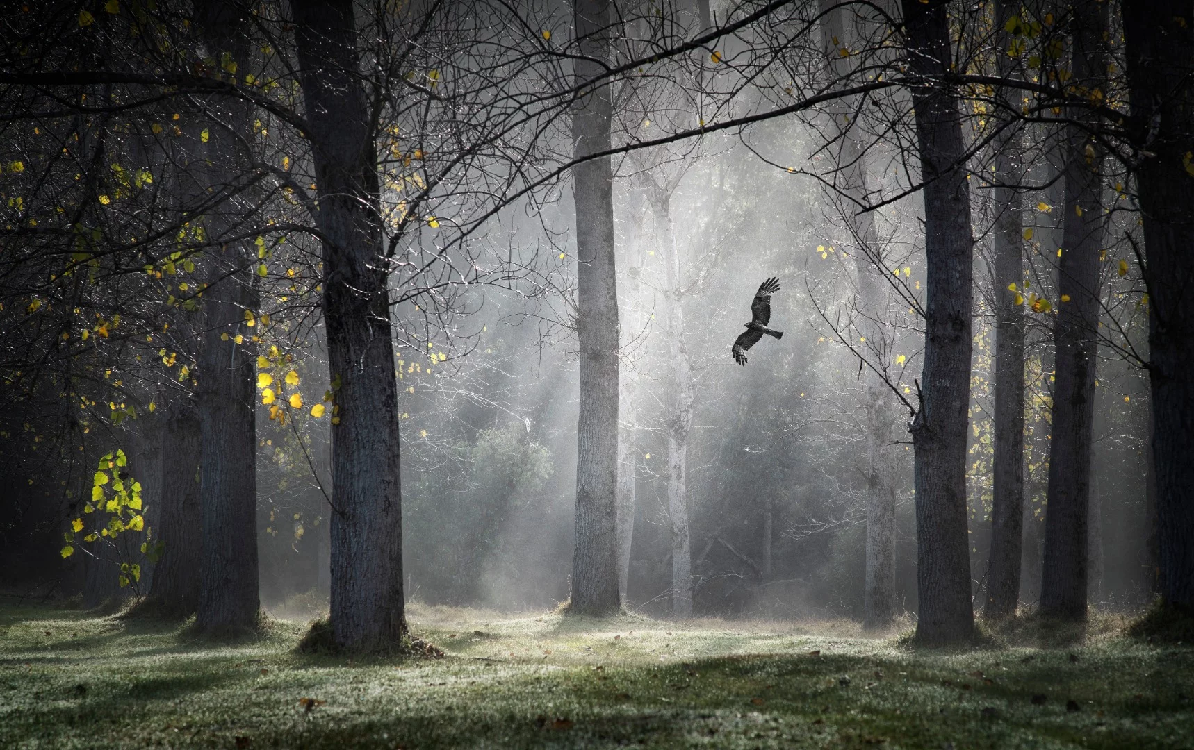 Ferndale Estate, Balingup, Western Australia. From the top 101 entries