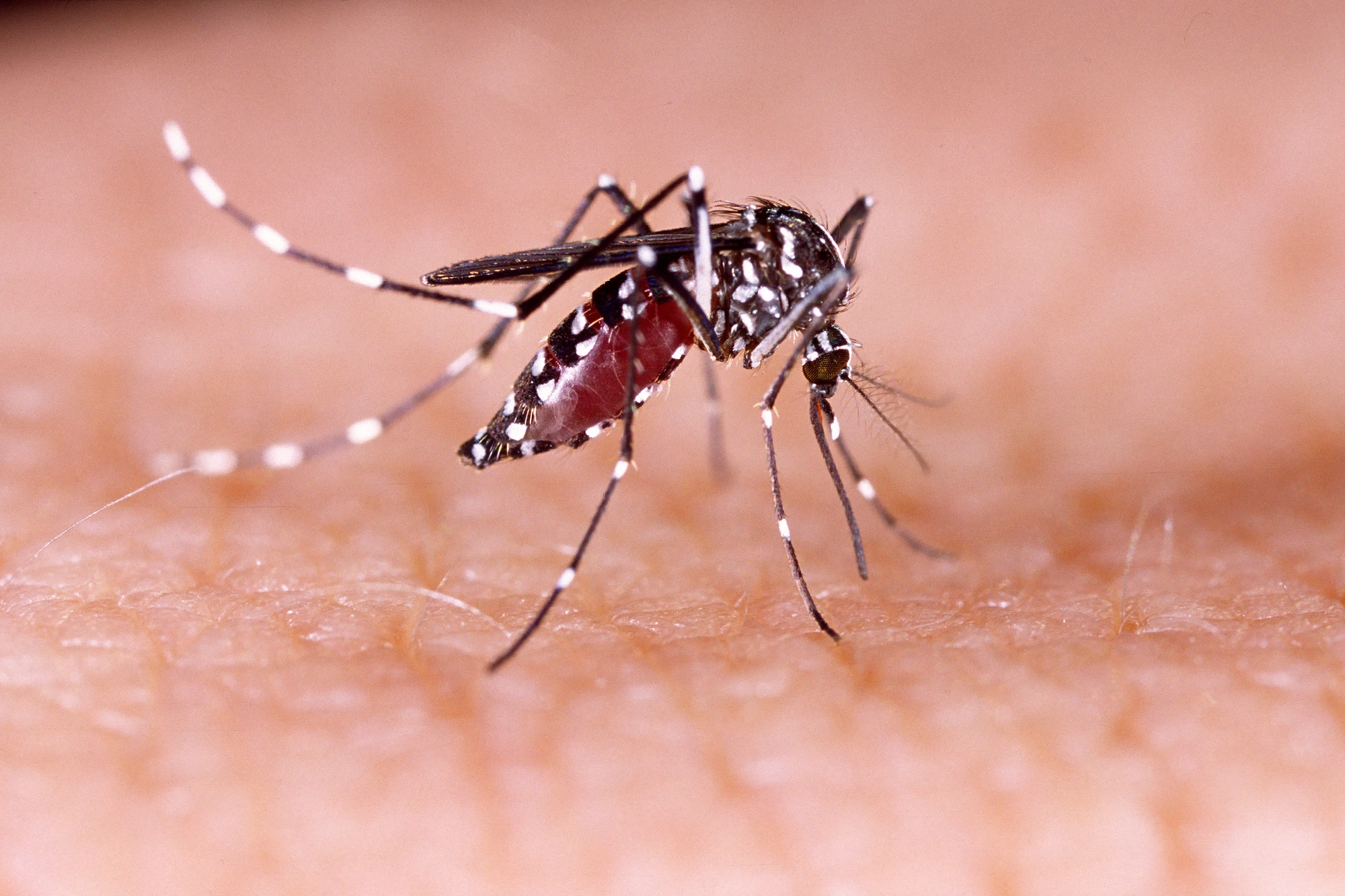 When they bite humans, female Aedes aegypti mosquitos may transmit parasites that cause diseases such as dengue, yellow fever, zika and chikungunya