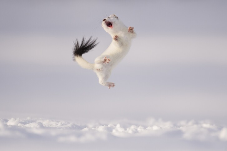 Terrestrial Life Finalist. The Stoat’s Game. In the pre-dawn hours of a cold winter morning in the French Alps a stoat (Mustela erminea) emerges from its burrow