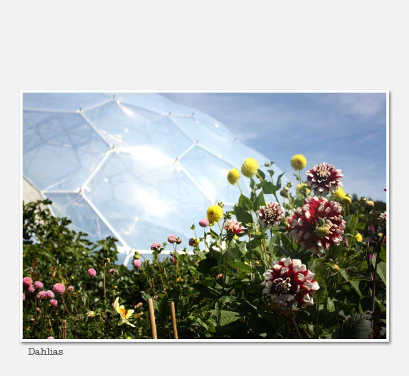 Eden Project, Cornwall, UK(Image by Eden Project)