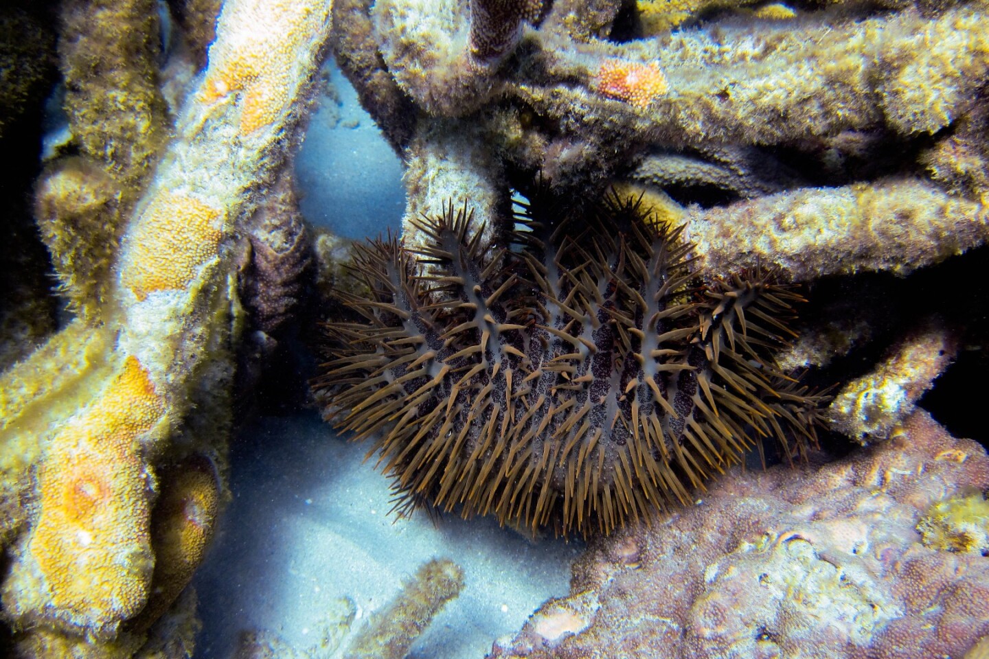 The crown-of-thorns starfish