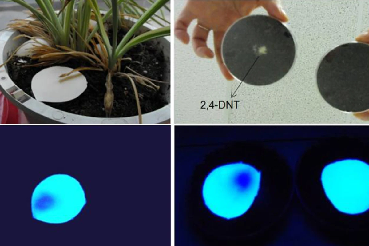 Under UV light, the nanofibrous film detects trace 2,4-DNT explosive buried in a flower pot and (left) and in soil in a Petri dish (right) (Photo: Ying Wang/UConn and Advanced Functional Materials, Wiley-VCH Verlag GmbH & Co. KGaA)