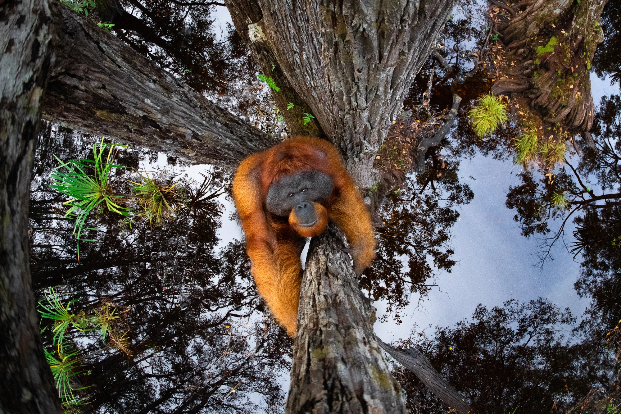 Overall winner of the 2021 Nature TTL Photographer of the Year award, captures an orangutang scaling a tree in Borneo, with water mirroring the sky