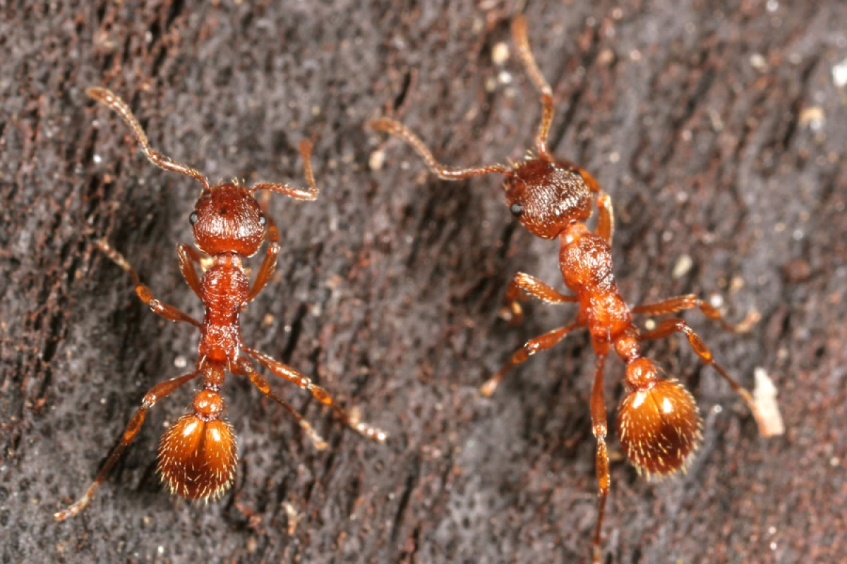 Some spiders eat some types of ants, but the European fire ant eats spiders