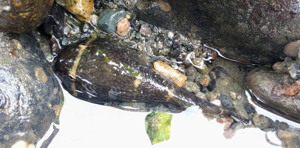 The northern clingfish is found throughout the world's temperate and tropical regions