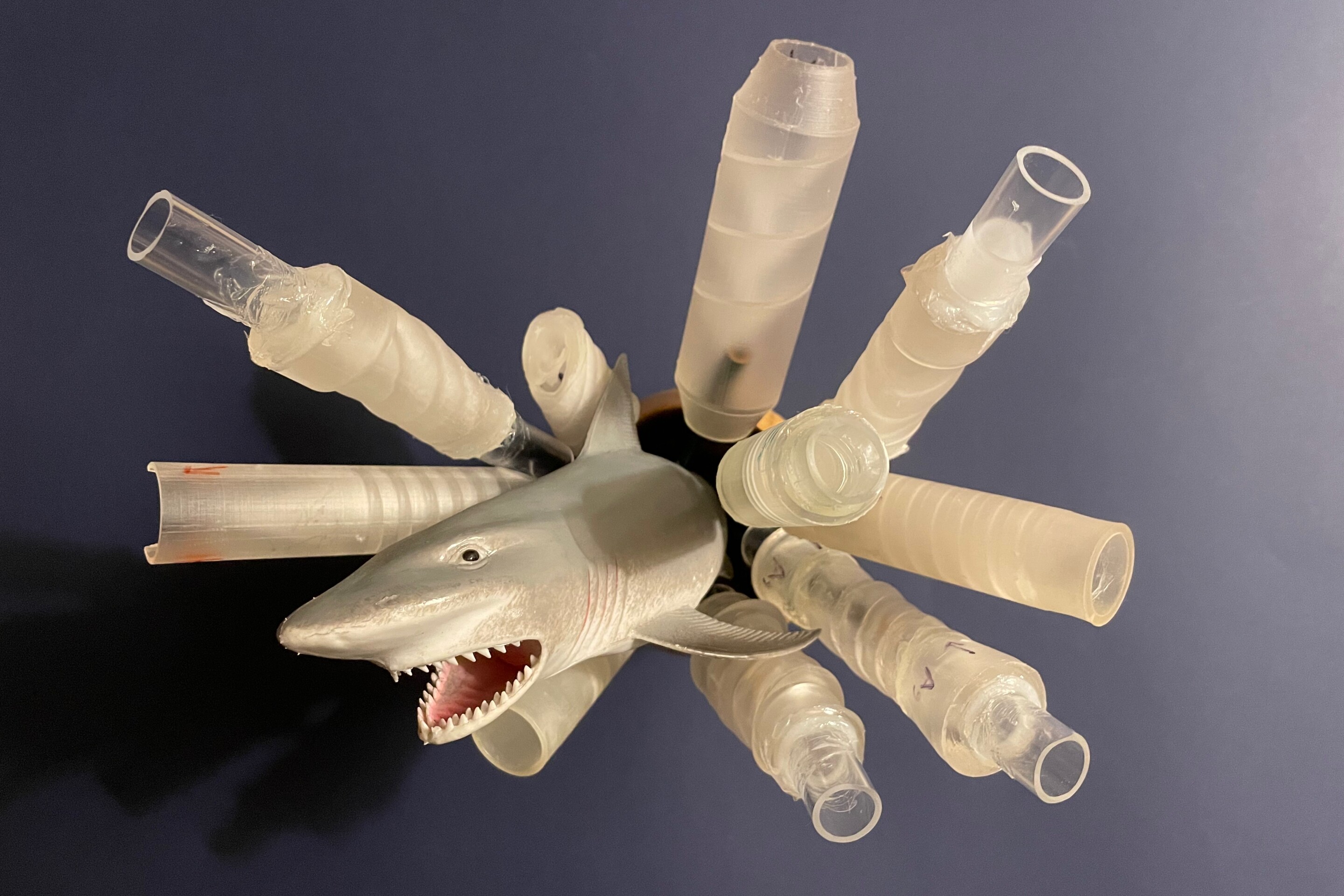 Bio-inspired one-way-flow pipes handle liquid like sharks digest food