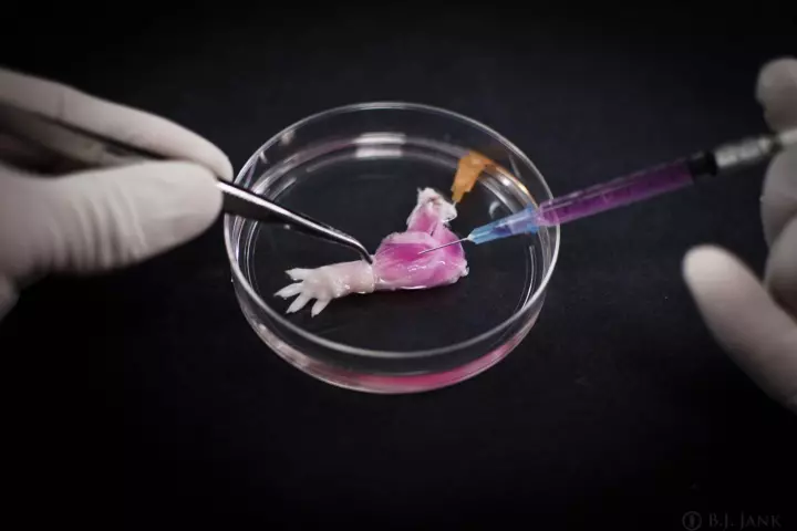 The decellularized rat forelimb is injected with muscle and vascular cells