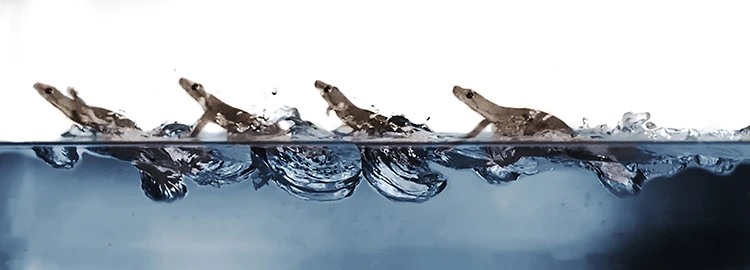 Geckos uniquely combine a number of different techniques to run across water