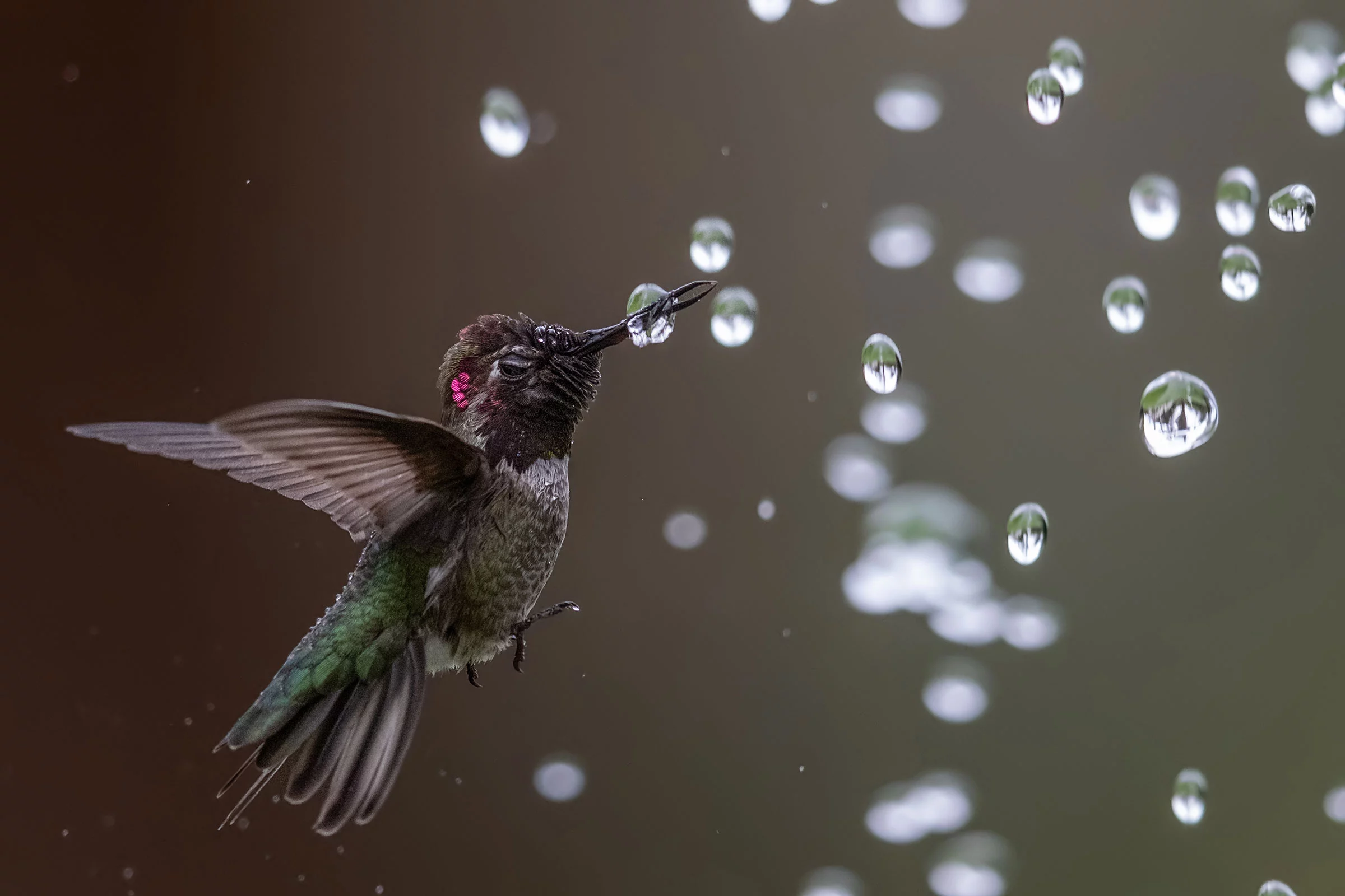 Honorable Mention - Amateur. Anna’s Hummingbird. Ardenwood Historic Farm, California, USA