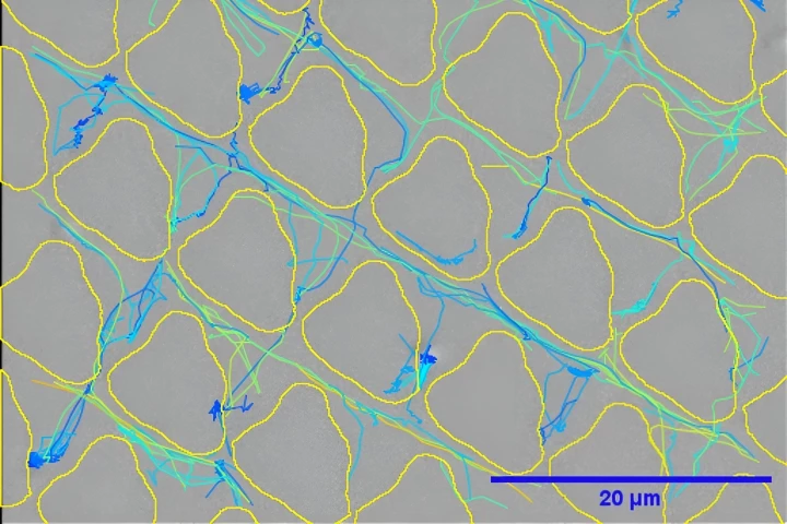 This microscope image shows the paths of individual bacterial cells swimming (blue=slow, turquoise=faster) within channels between 10-micrometer-high topological features (outlined in yellow)