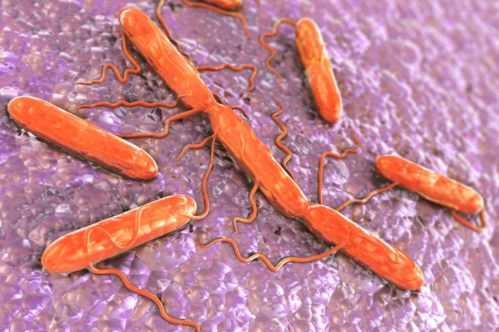 A new approach targets bad bacterai, such as Salmonella (pictured), while leaving good bacteria untouched (Image: Shutterstock)