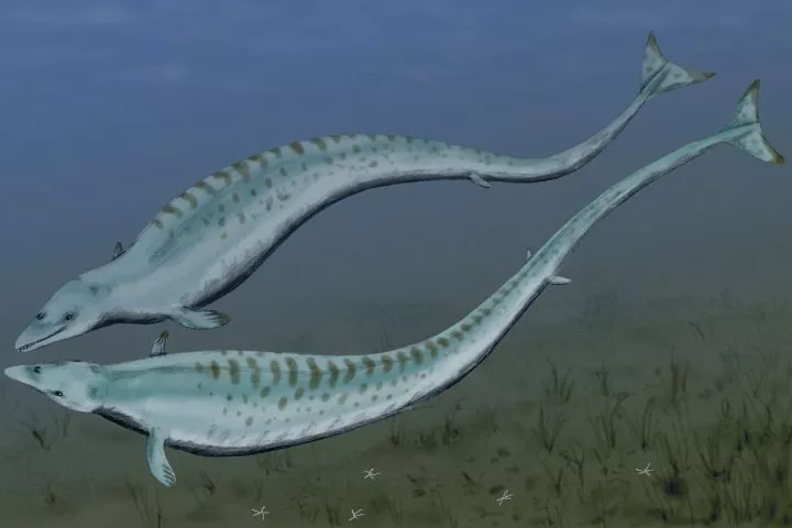 Aegicetus gehennae is believed to have been similar in appearance to the prehistoric Basilosaurus whale, pictured here