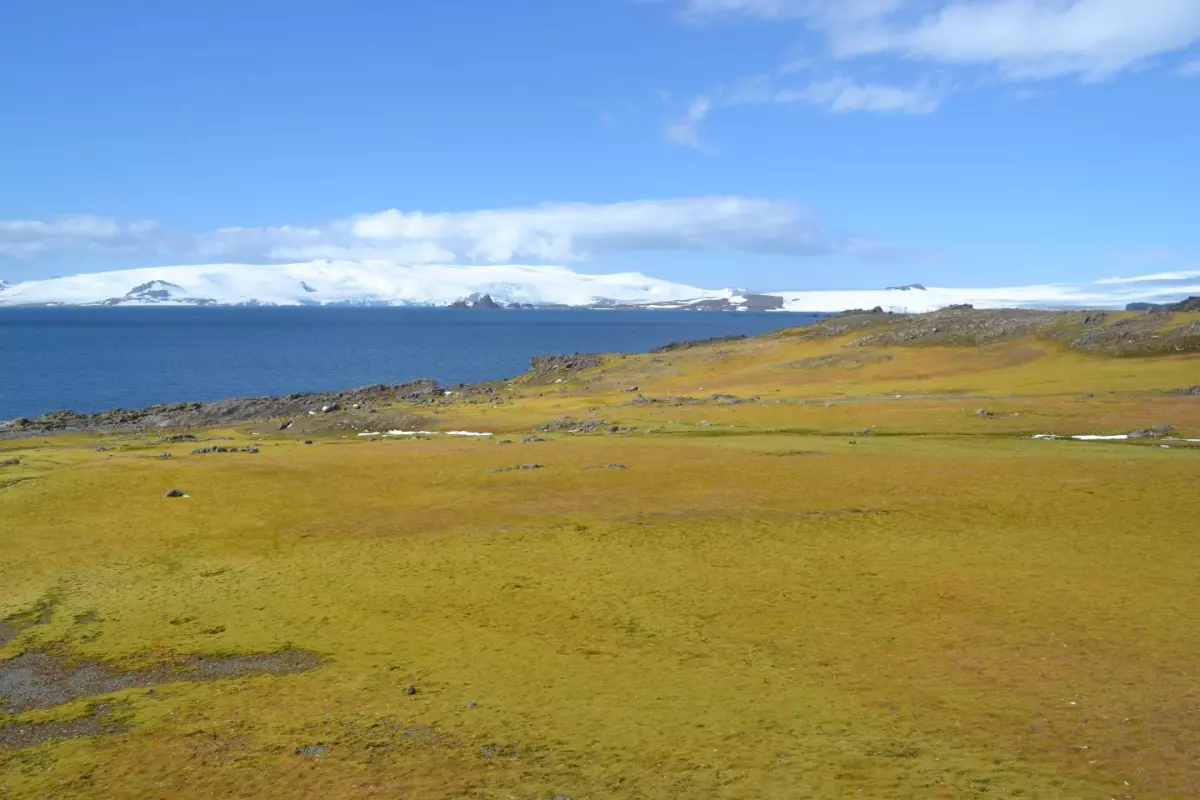 This picture, taken on Antarctica's Green Island, is a bit greener than most people would picture the icy continent, but a new study shows that plant life is increasing in response to warmer temperatures