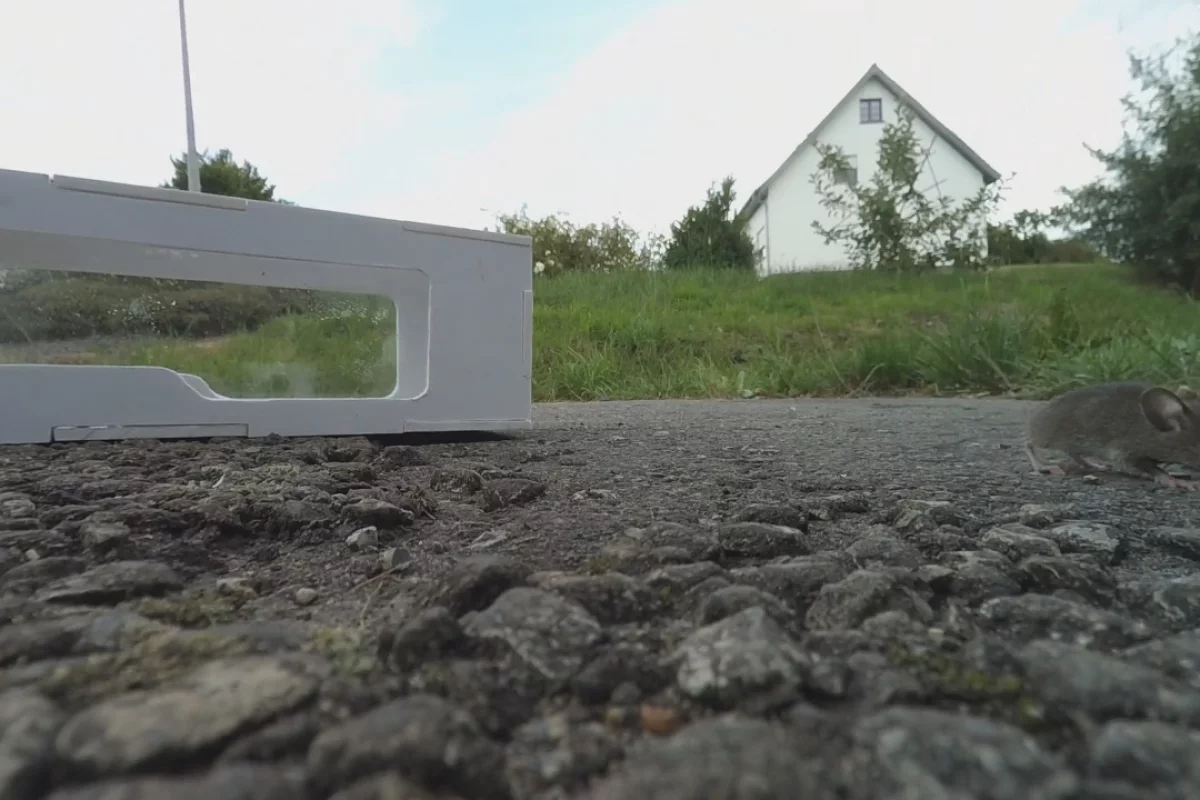 The RaspiTrap sends a photo notification when the door is closed behind a trapped mouse, which can then be released a safe distance from the home