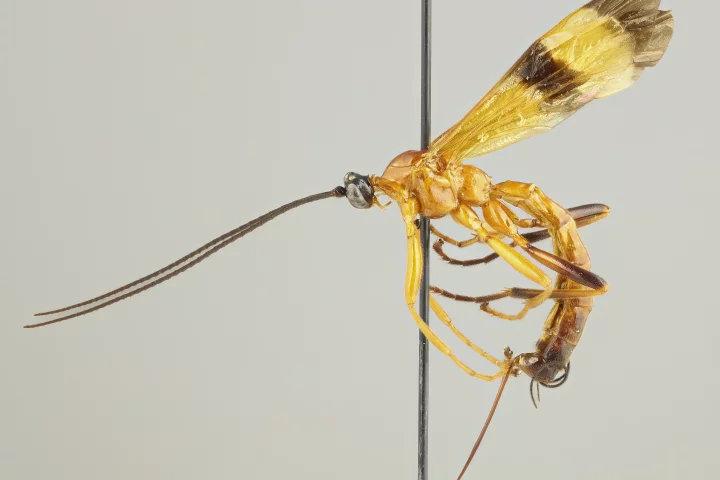 15 new species of Acrotaphus wasps have been discovered, which prey on spiders