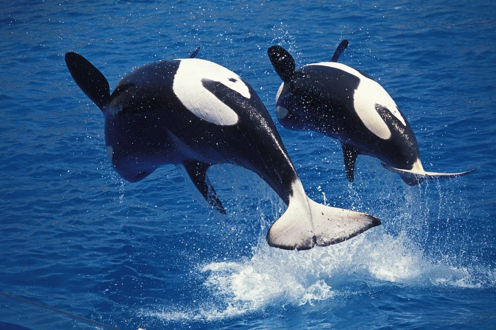 Killer instinct: Orca mothers and grandmothers keep the boys out of trouble