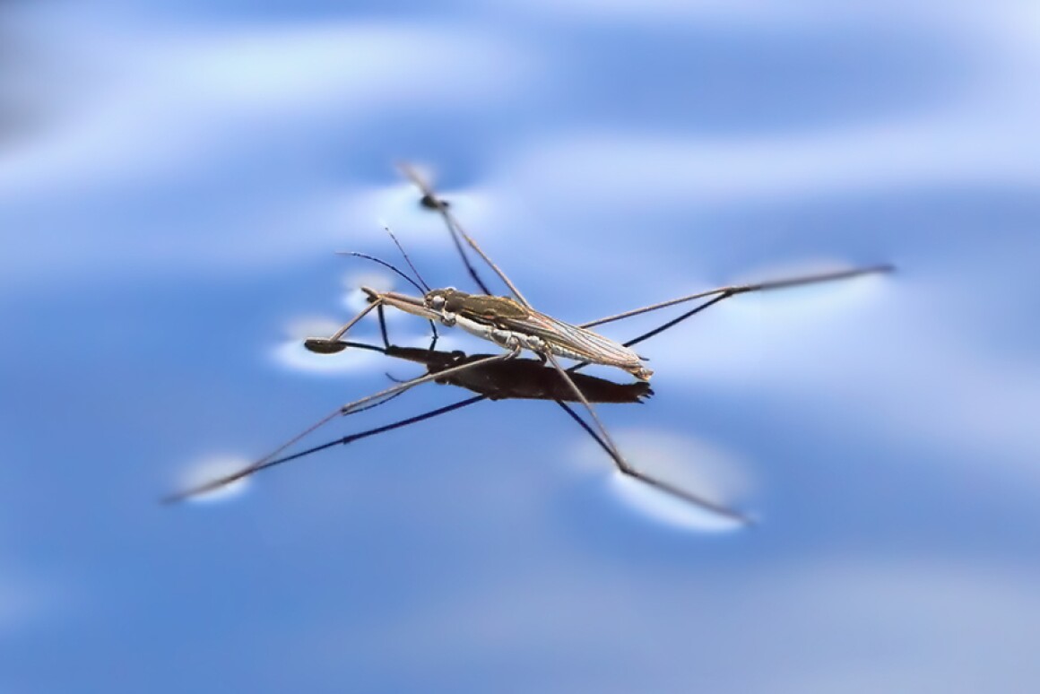 Water strider microrobot can walk and jump on water