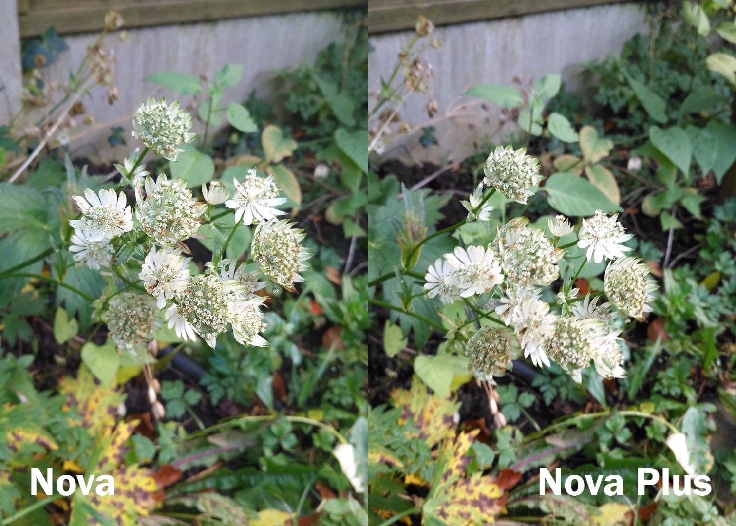 At times the optical image stabilization of the Nova Plus proves its worth, as in this macro shot