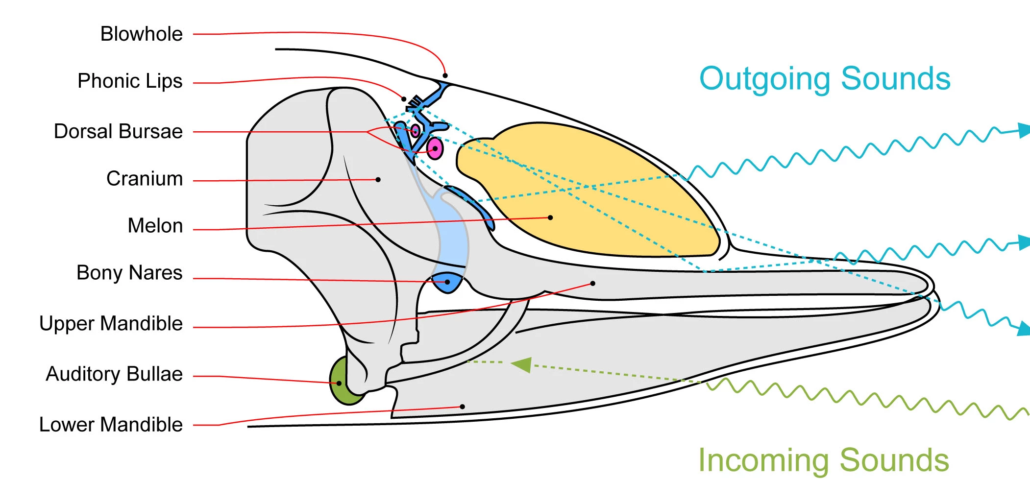Diagram showing a dolphin's phonic lips and how it uses them for communicating and echolocation