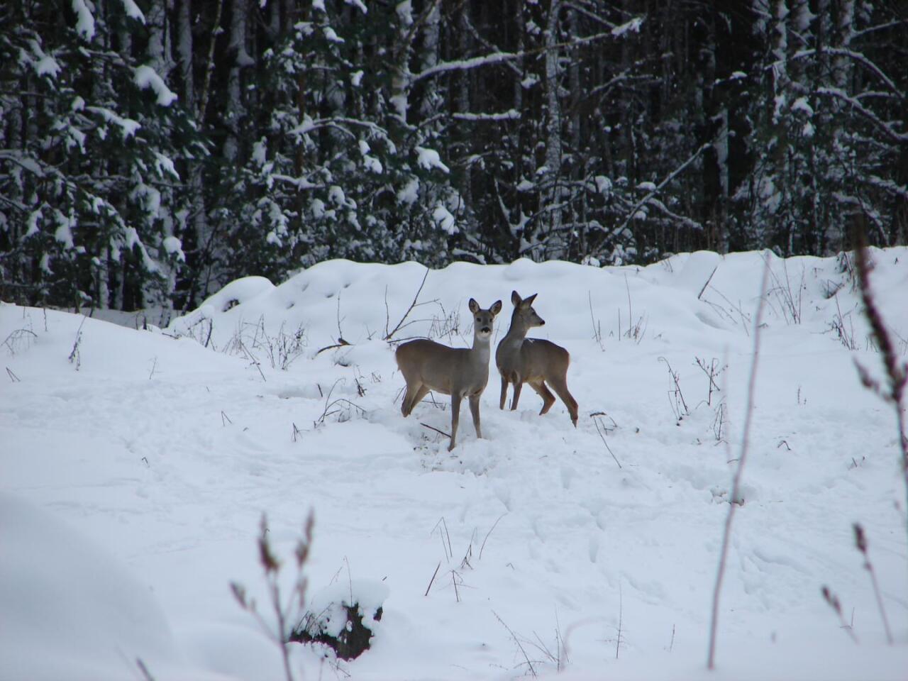Numbers of mammals like elk, roe deer, red deer, wild boar and wolves are growing in line with four other nature reserves in the region