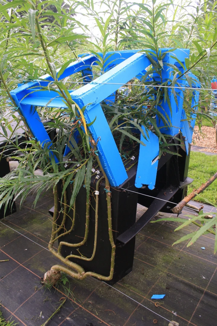The process of growing chairs straight from trees is a lengthy one