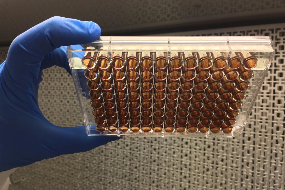 Using a soup of molecules that replicates the primordial goo found at the beginnings of life on Earth billions of years ago, scientists have created a coating that may significantly improve the body's acceptance of medical implants