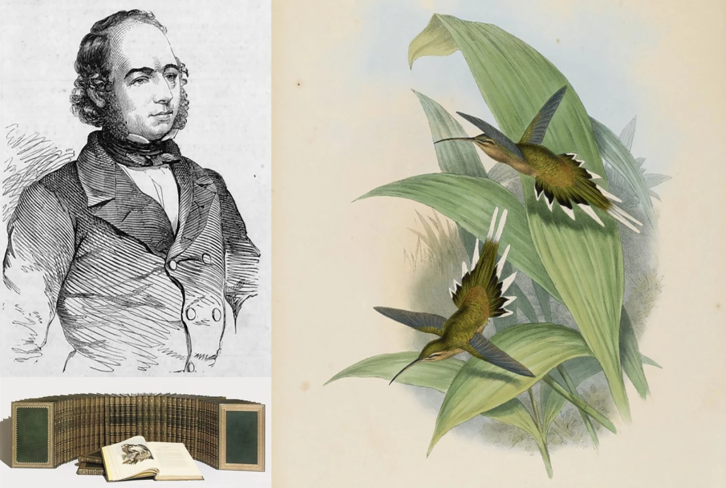 A nearly a complete set of the entire published works of John Gould (1804-1881) was sold for $2,405,942 ($2,405,942) by Christie's (London), in April, 2008.