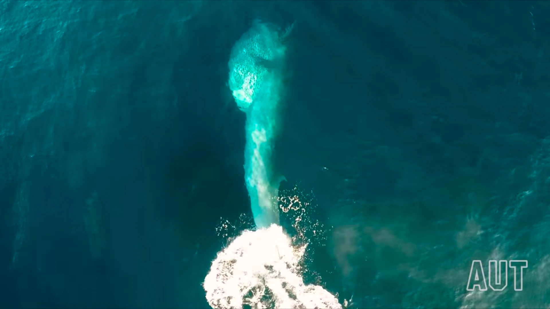 New Zealand lists them as a nationally critical threatened species, so catching a Bryde's Whale in action is a pretty rare event