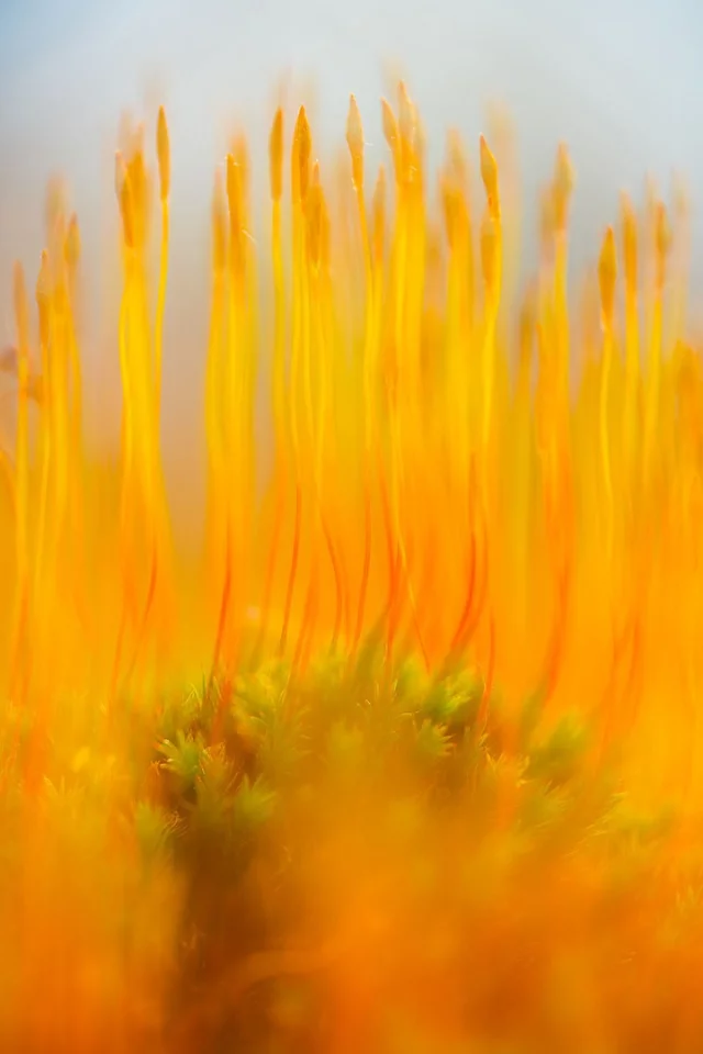 Highly Commended: On Fire