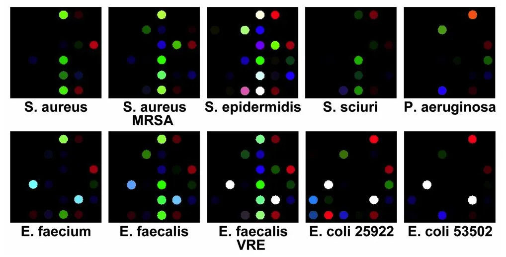 The tested bacteria, as identified by the color changes that they produce in the array (Image: K.S. Suslick)