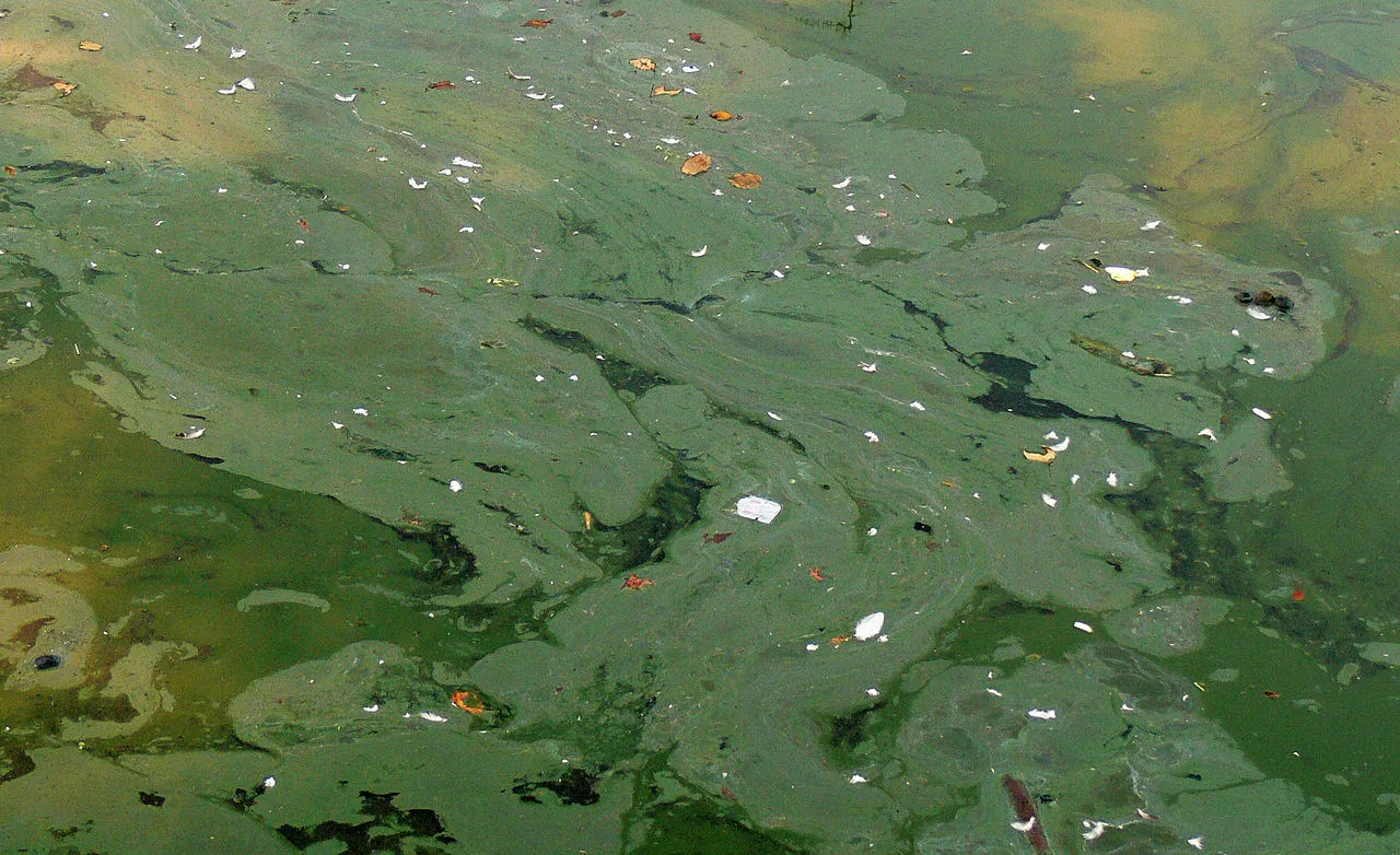 You probably wouldn't need to be told not to swim in this – a particularly scummy cyanobacteria infestation (Photo: Lamiot)