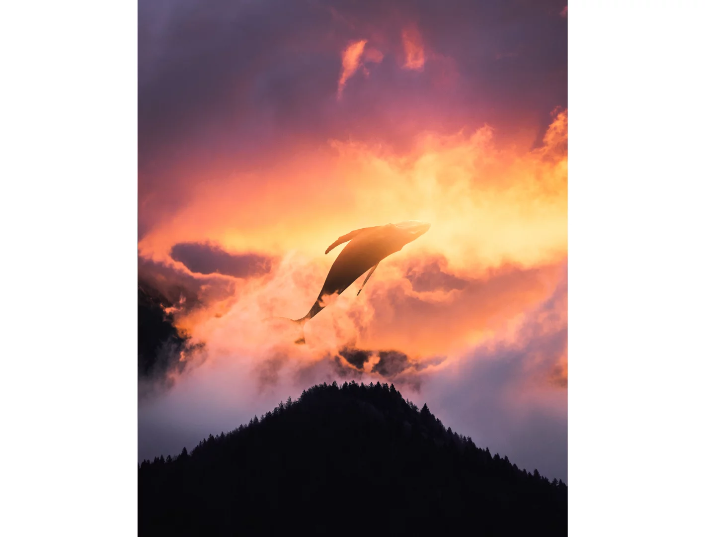 Fly (Credit: Justin Peters CC BY-NC-ND 4.0)