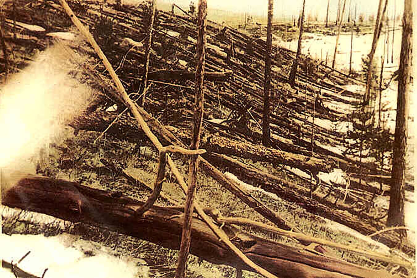 Some of the 80 million-odd trees knocked over by the mighty Tunguska event, which flattened a 2,000 square kilometer area of Russian forest