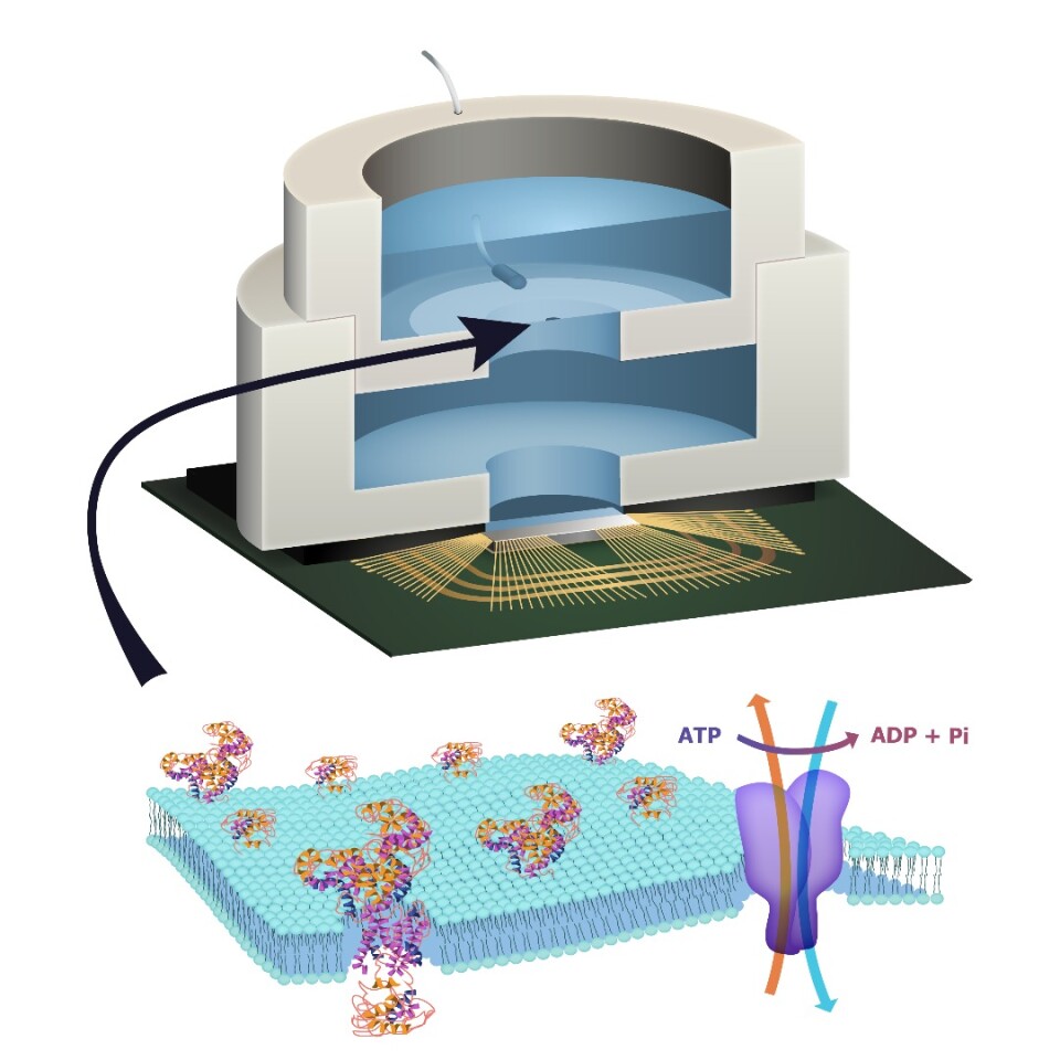 Illustration depicting biocell attached to CMOS integrated circuit with membrane containing sodium–potassium pumps in pore