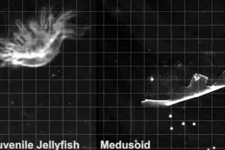 Researchers have created an artificial jellyfish (right) dubbed "Medusoid" using rat heart tissue and silicone