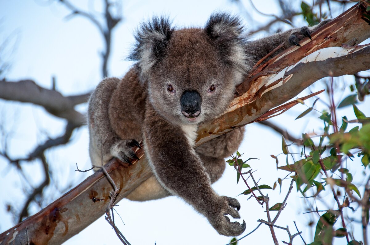 Wild mystery: Koalas all but vanished from Earth 100,000 years ago