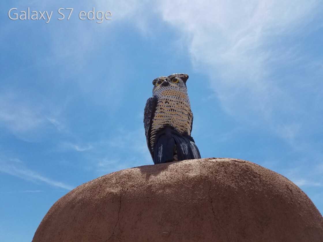 Galaxy S7 edge sample image: outdoors (direct sunlight)