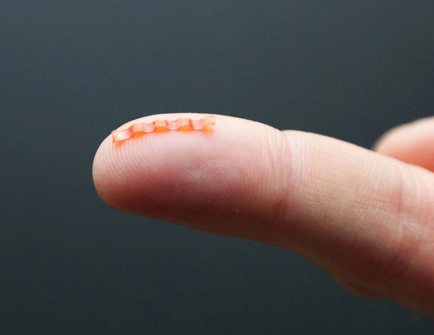 The soft robotic caterpillar is powered by green light and can be controlled by a modulated laser beam