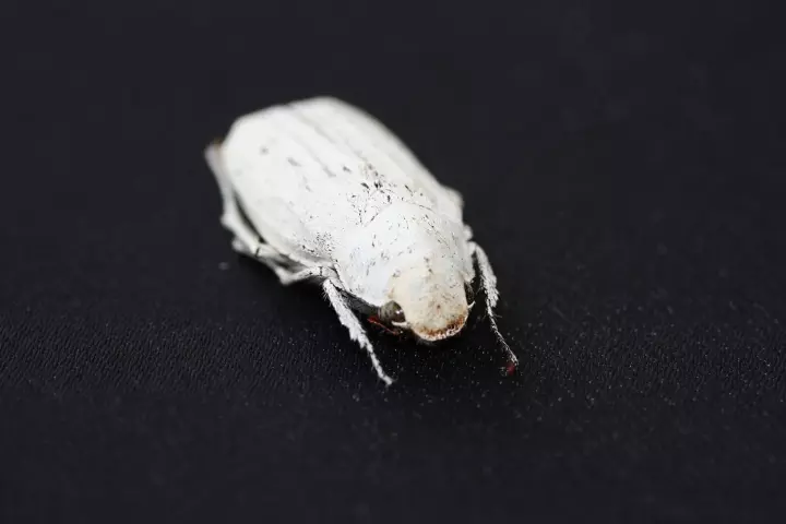 The Cyphochilus beetle, with its nice white scales