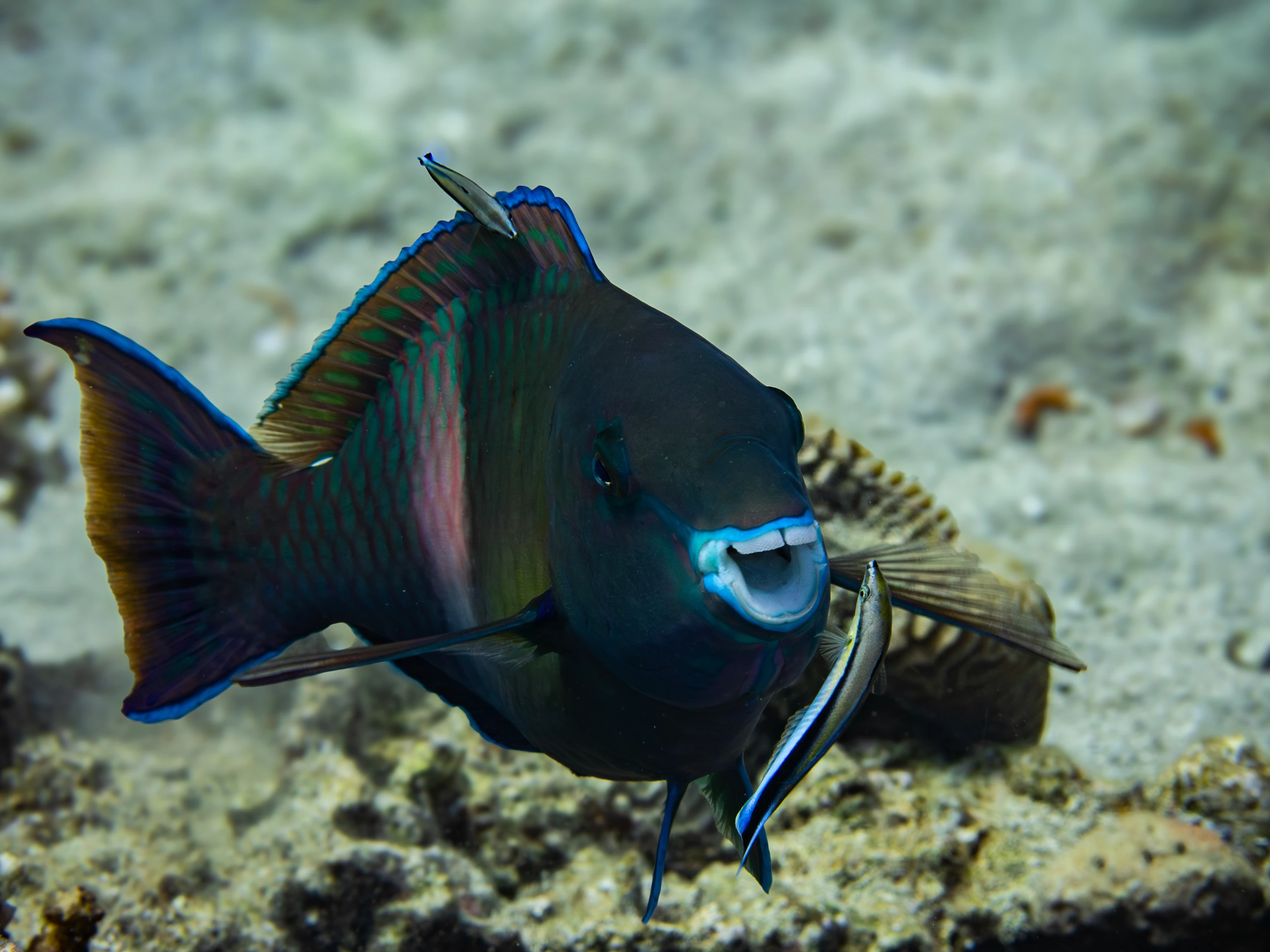 "Parrotfish loves to be washed" – Wim Bellemans