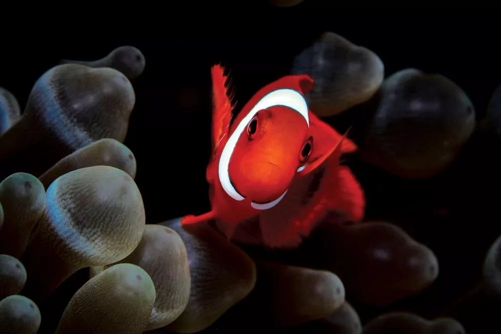A perfectly timed snap of a beautiful maroon clownfish is 2nd place winner in the Macro category